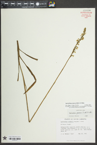 Spiranthes praecox image