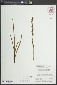 Spiranthes praecox image