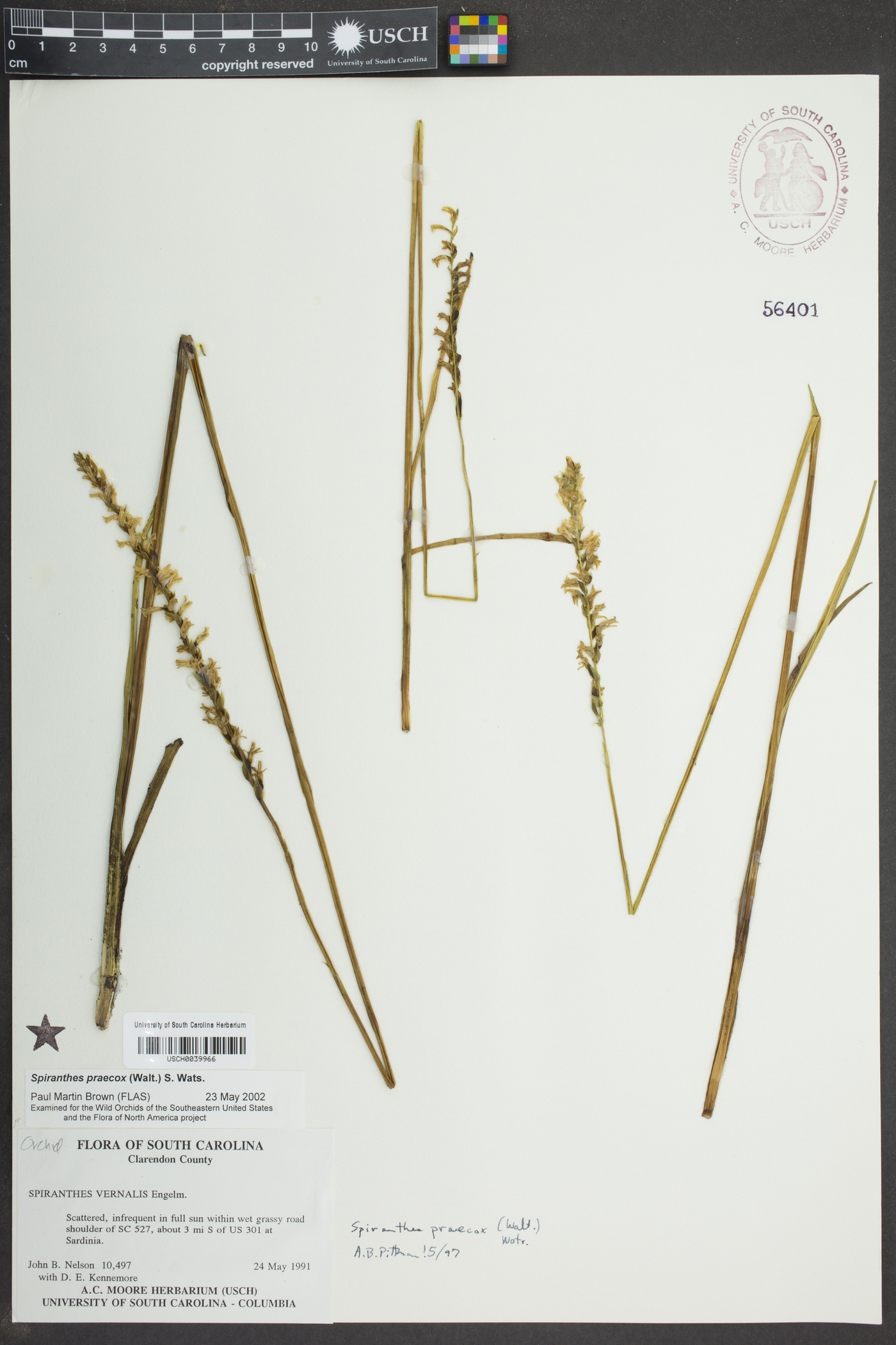 Spiranthes praecox image