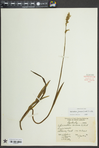 Spiranthes praecox image