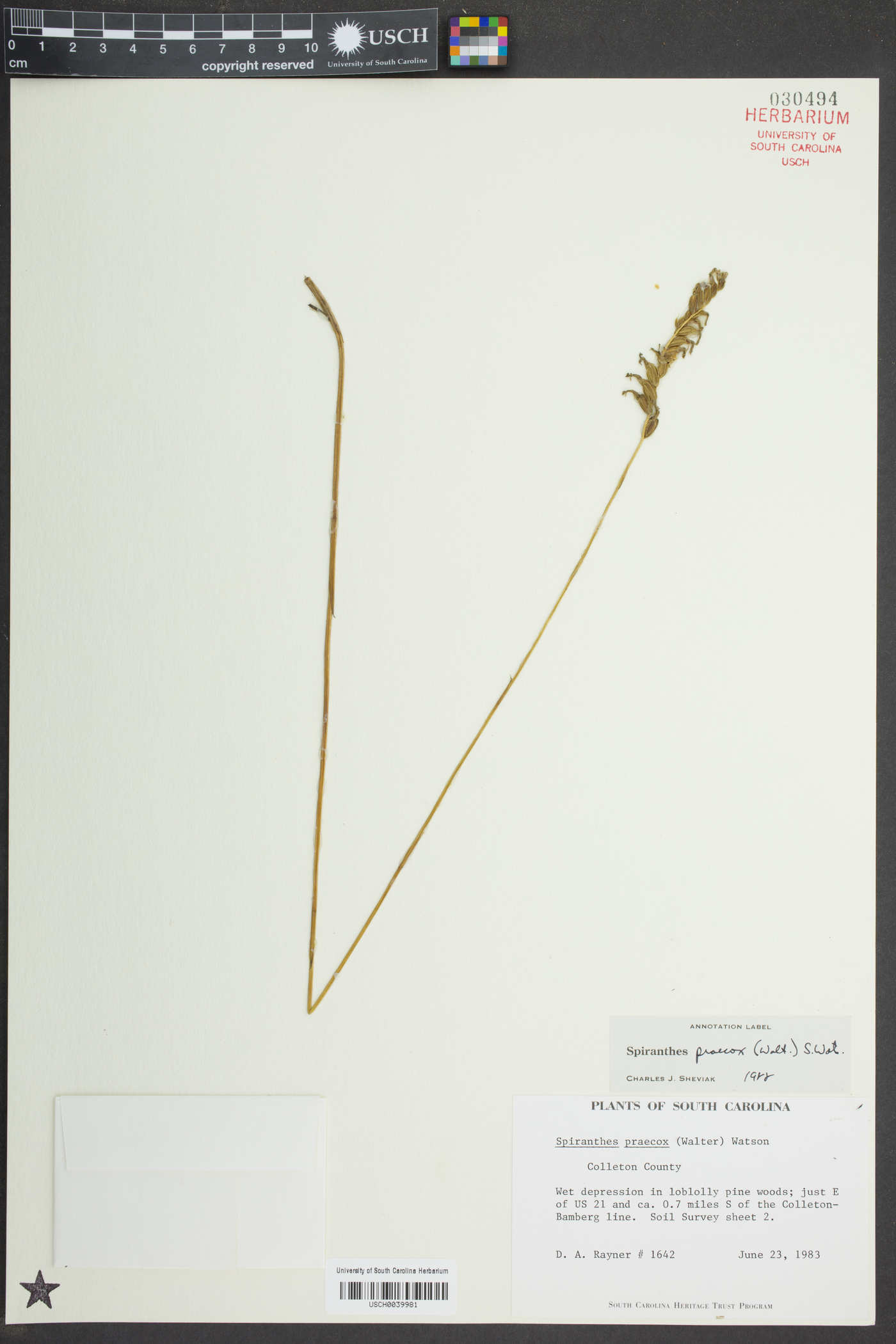 Spiranthes praecox image