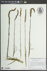 Spiranthes vernalis image