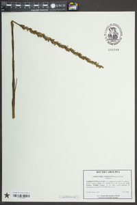 Spiranthes vernalis image