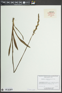 Spiranthes vernalis image