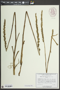 Spiranthes vernalis image