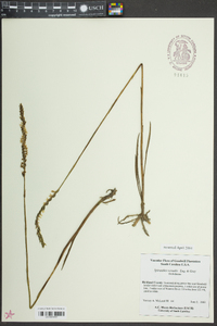 Spiranthes vernalis image