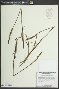 Spiranthes vernalis image