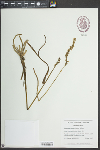 Spiranthes vernalis image