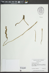 Spiranthes vernalis image