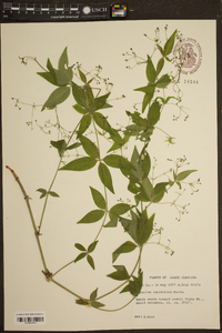 Galium latifolium image