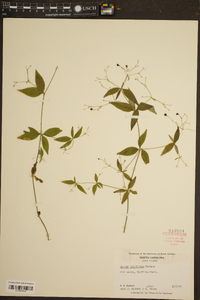 Galium latifolium image