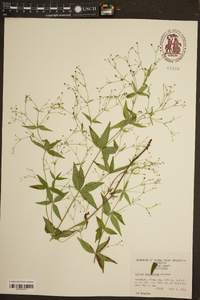 Galium latifolium image