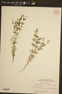 Galium obtusum image