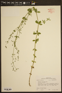 Galium pilosum image