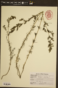 Galium cryptanthum image