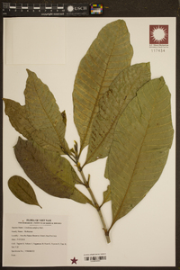Gardenia tubifera image