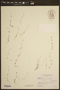 Hedyotis australis image