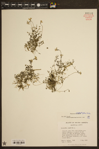 Houstonia serpyllifolia image