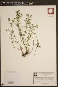 Houstonia tenuifolia image