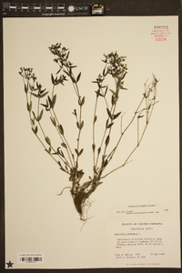 Houstonia longifolia image