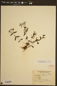 Houstonia purpurea image