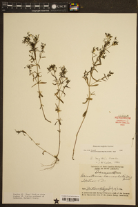 Houstonia longifolia image