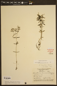 Houstonia longifolia image