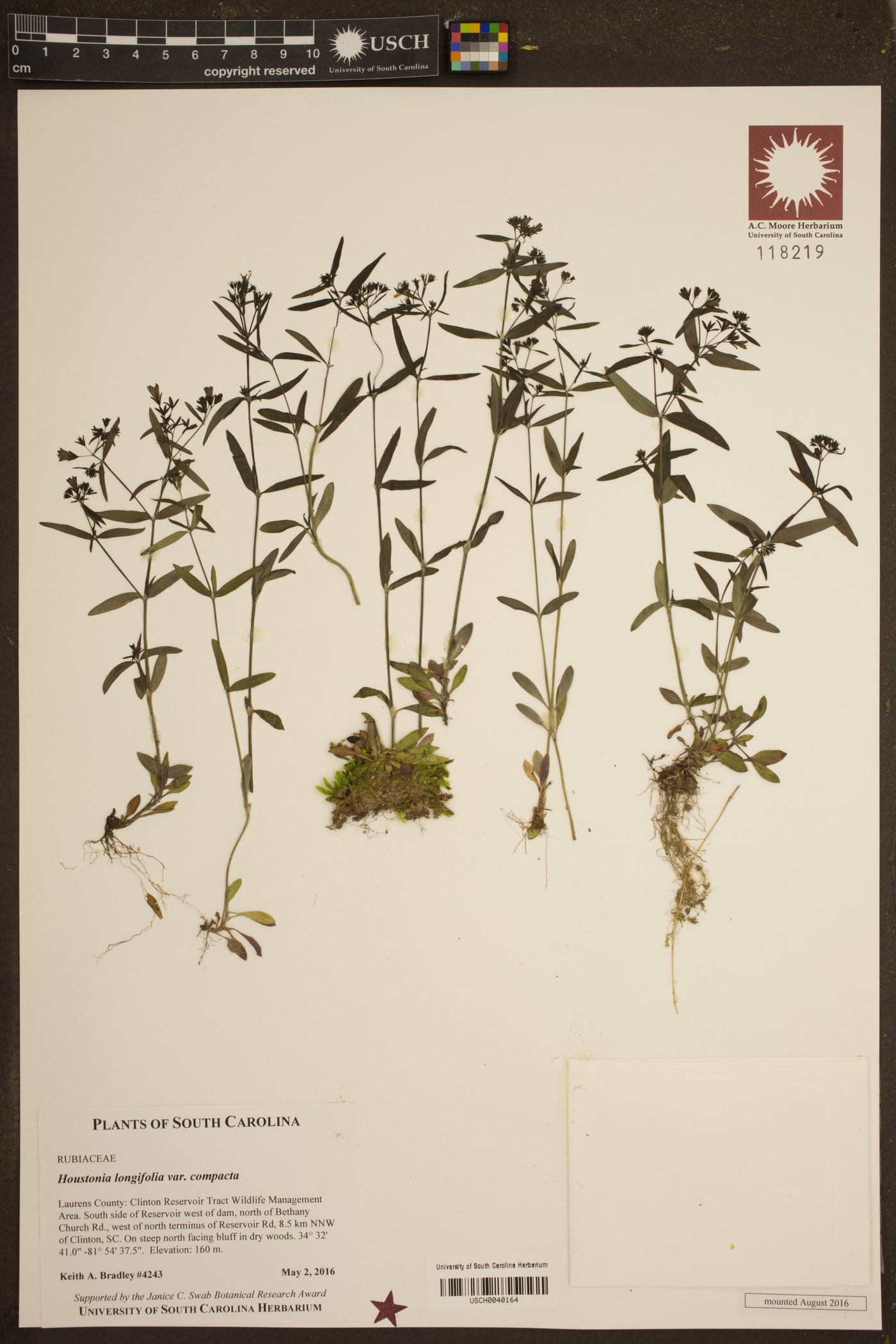 Houstonia longifolia var. compacta image