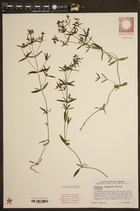 Houstonia longifolia image