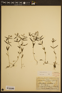 Houstonia longifolia image