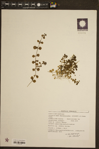 Houstonia procumbens image