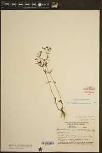 Houstonia longifolia image