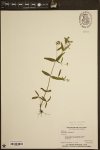 Houstonia purpurea image