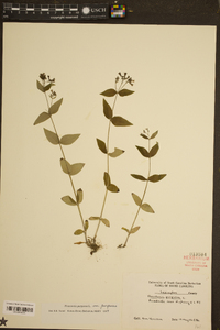 Houstonia purpurea image