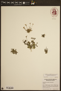 Houstonia pusilla image