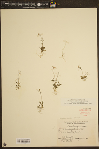 Houstonia pusilla image