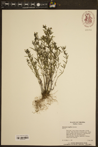 Houstonia longifolia image