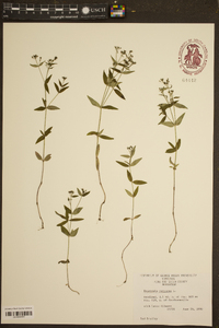 Houstonia purpurea image