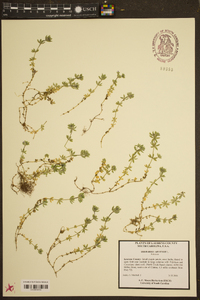 Sherardia arvensis image