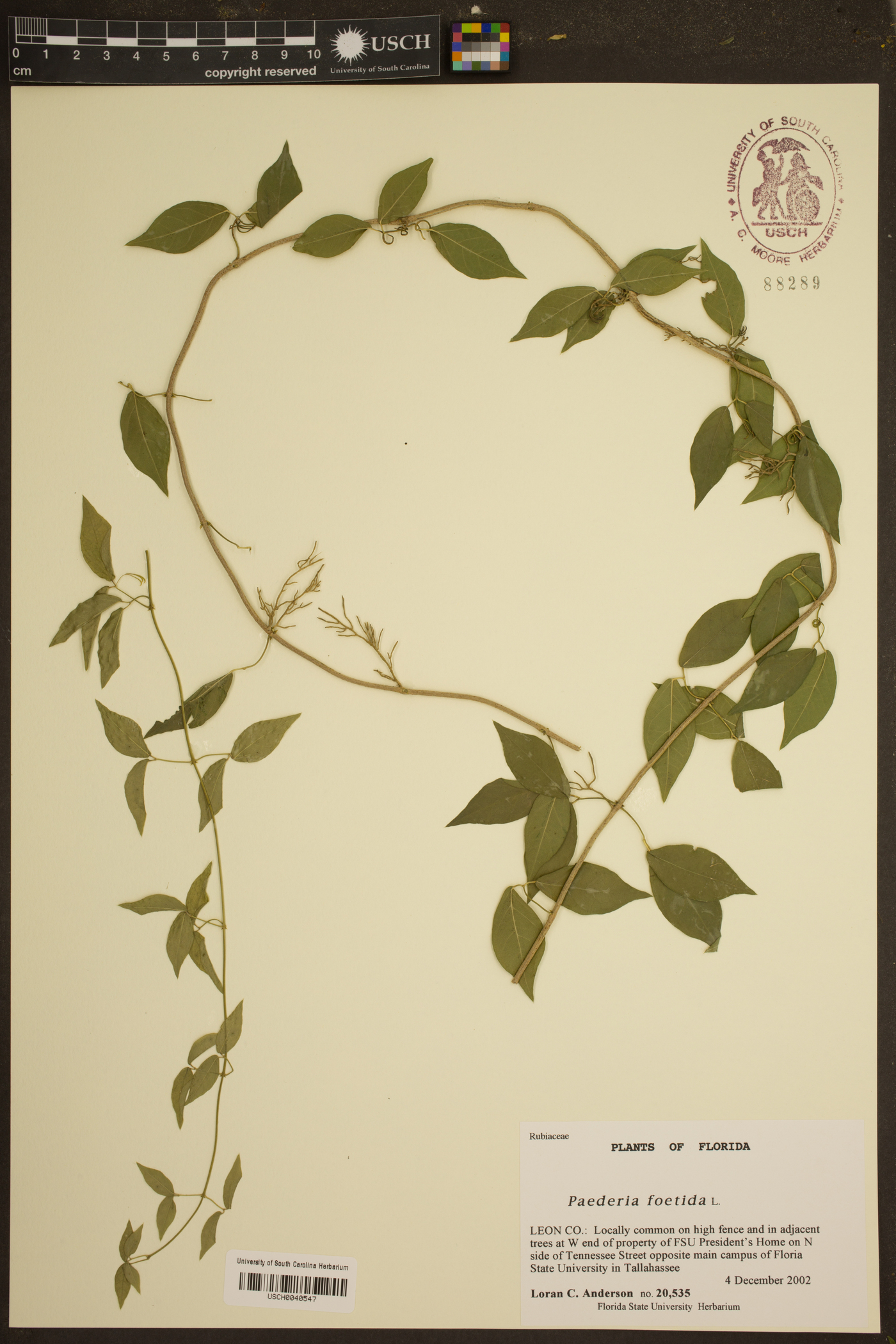 Paederia image