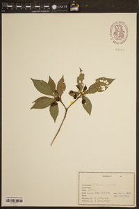Psychotria nervosa image