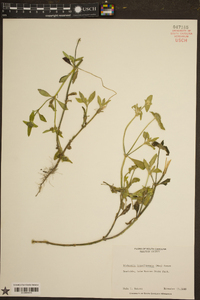 Richardia brasiliensis image
