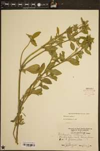 Richardia scabra image