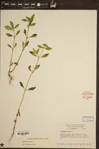 Richardia scabra image