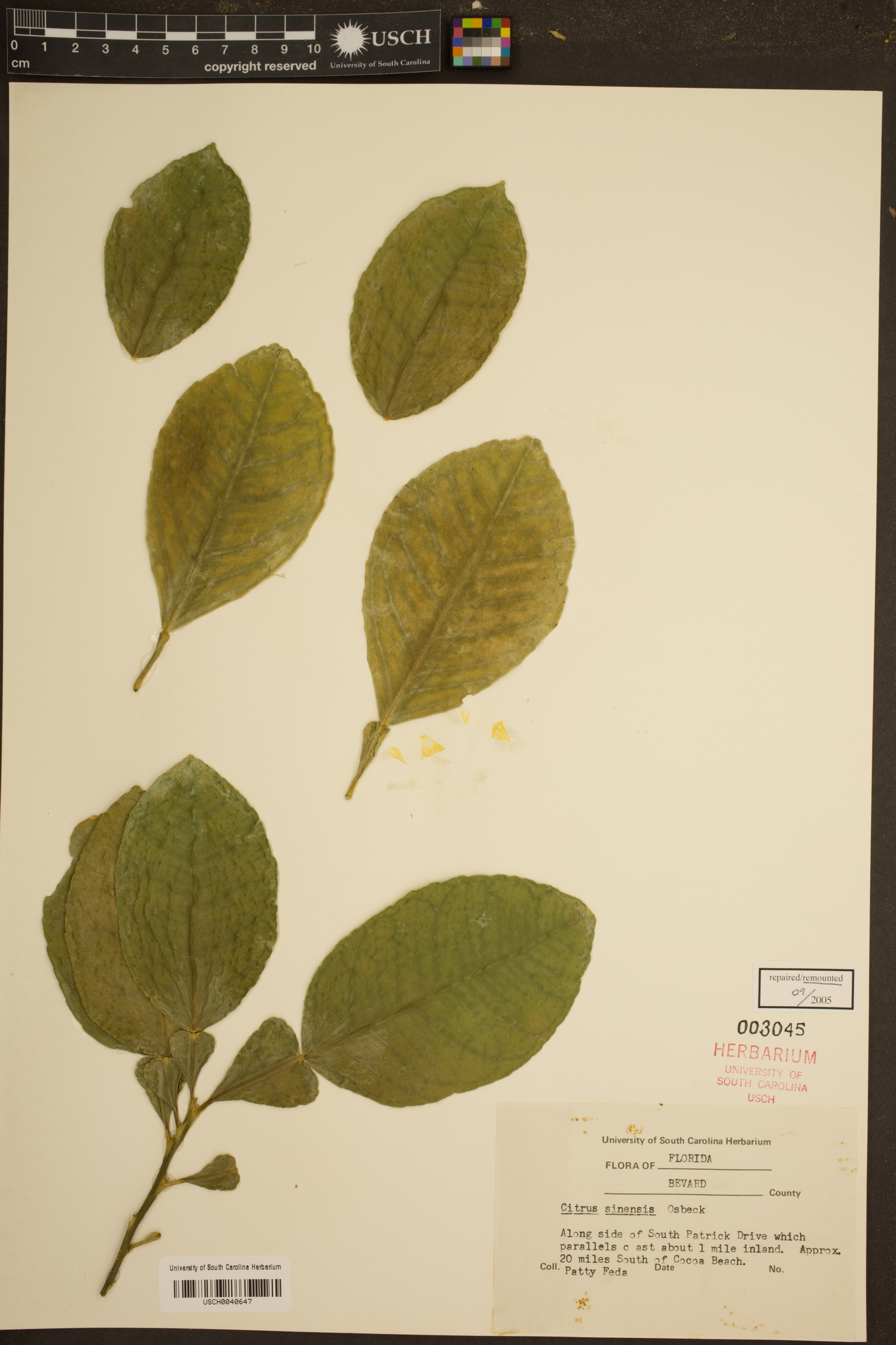 Citrus sinensis image
