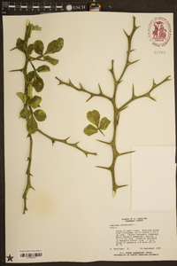 Poncirus trifoliata image