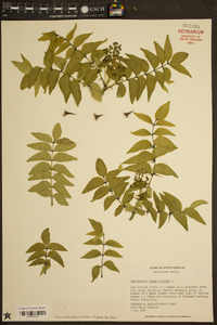 Zanthoxylum clava-herculis image