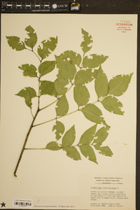 Zanthoxylum clava-herculis image