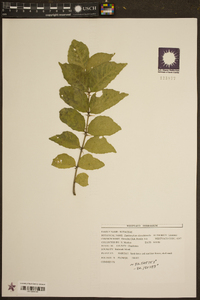 Zanthoxylum clava-herculis image