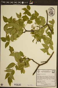 Zanthoxylum clava-herculis image